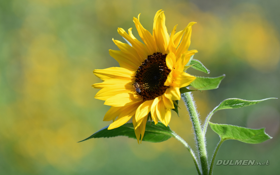 Sunflower (Helianthus annuus)